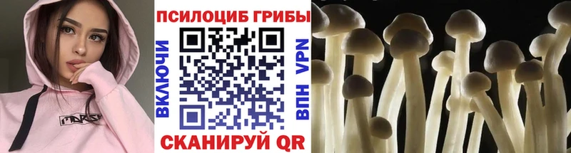 Псилоцибиновые грибы Psilocybine cubensis  Калач-на-Дону 