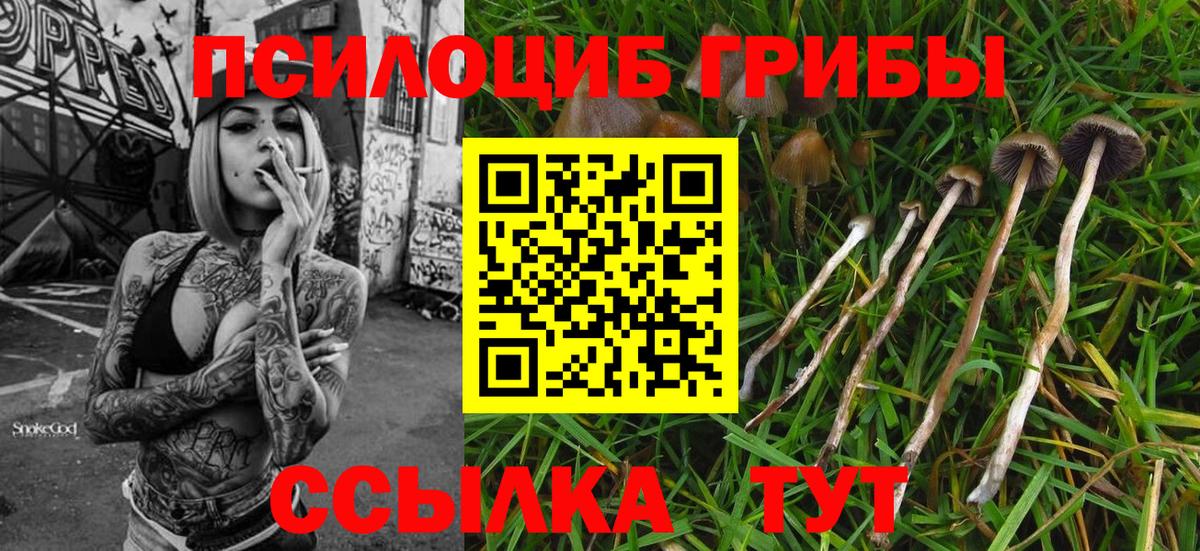 Галлюциногенные грибы прущие грибы Калач-на-Дону
