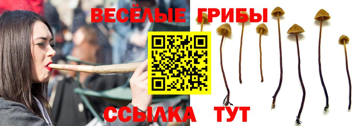 Псилоцибиновые грибы Psilocybe Калач-на-Дону